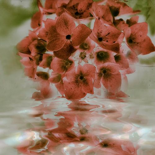 Hortensia spiegel - roze pastel
