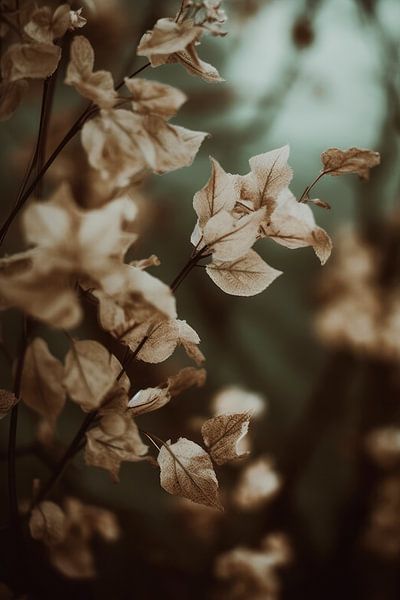 Low Light Nature No 2 by Treechild