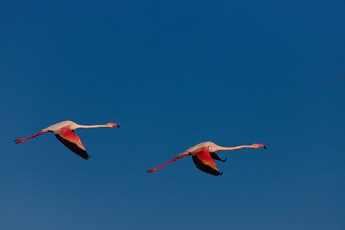 twee vliegende flamingo's