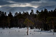 Eenzame boom in de Fjallen van Zweden van Bart Cox thumbnail