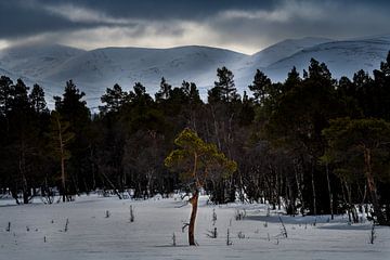 Eenzame boom in de Fjallen van Zweden van Bart Cox
