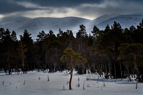 Eenzame boom in de Fjallen van Zweden