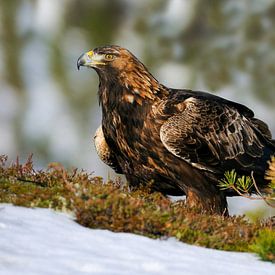 Queen of the Hill (Golden Eagle) by Harry Eggens