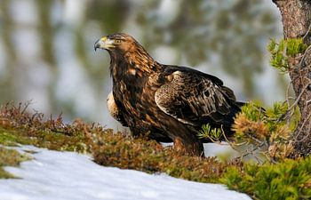 Königin des Hügels (Steinadler)