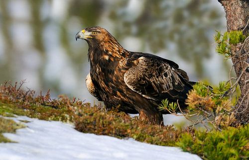 Königin des Hügels (Steinadler) von Harry Eggens