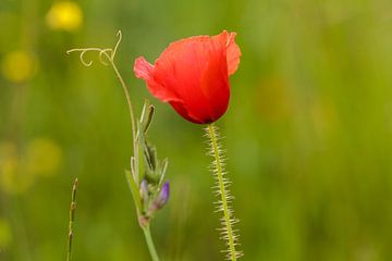 Klaproos in het groen