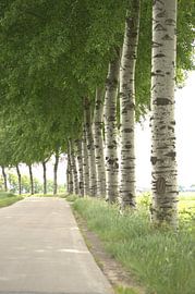 populieren bomen met blad en ogen langs de openbare weg van Jannet Bolhuis