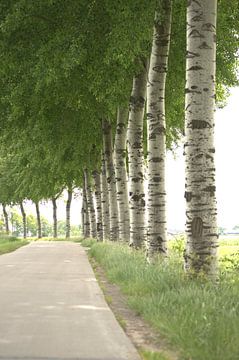 des peupliers avec des feuilles et des yeux le long de la voie publique sur Jannet Bolhuis