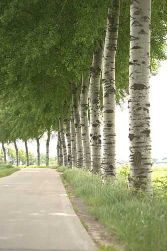 des peupliers avec des feuilles et des yeux le long de la voie publique