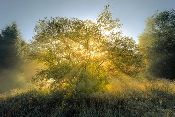 Lumière du matin sur Steffen Henze