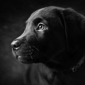 Labrador puppy James van EMVDS photography
