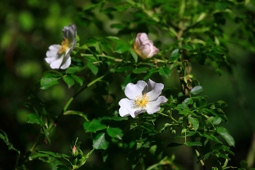 Heckenrose von Thomas Jäger