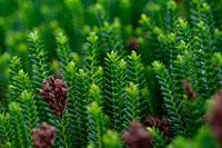 Planten