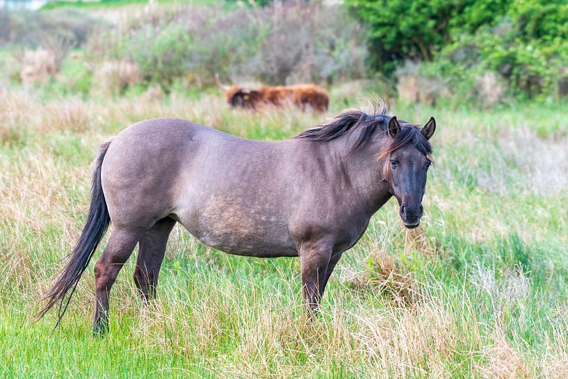 Konik horse in nature reserve Lentevreugd by Merijn Loch
