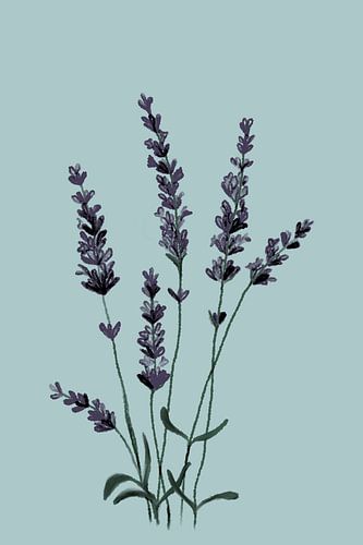Lavendel