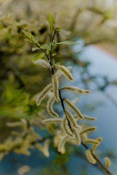 Bush au-dessus de l'eau sur Annelene Simonse