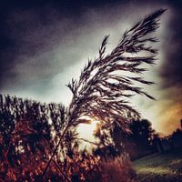 Grass