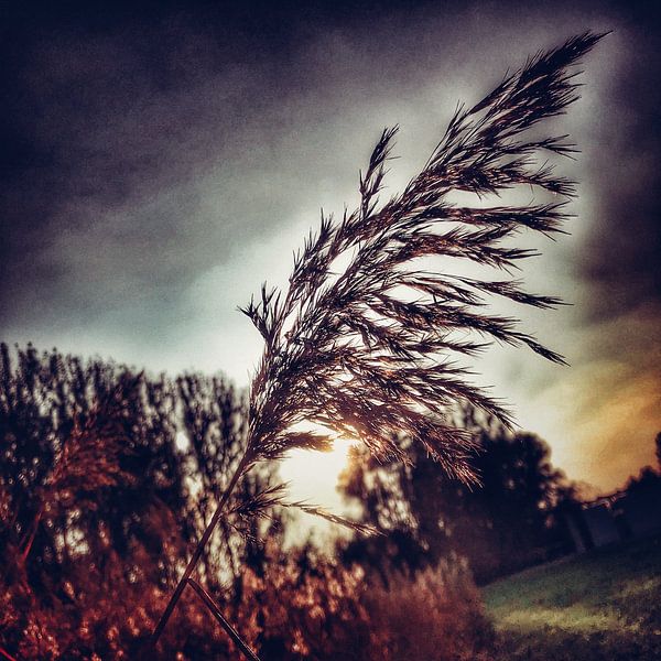 Grass by Michael Detter