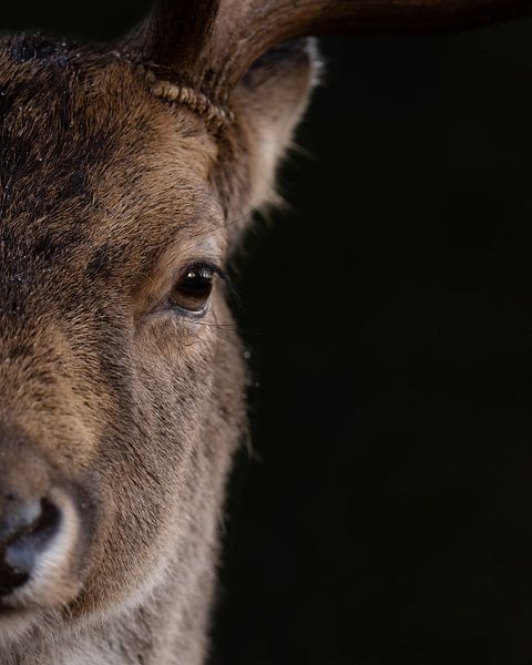 Portrait eines Damhirsches von Nardo Jacobs