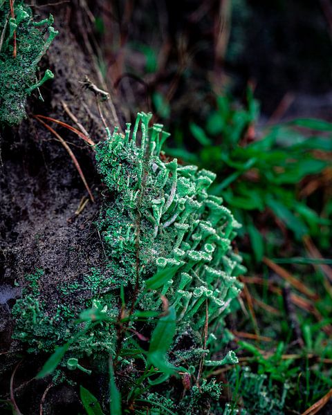 Moss by Berdien Hulsdouw