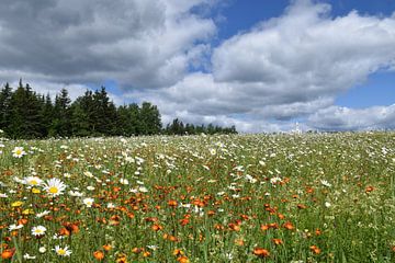 Een veld in bloei onder een zomerse hemel van Claude Laprise