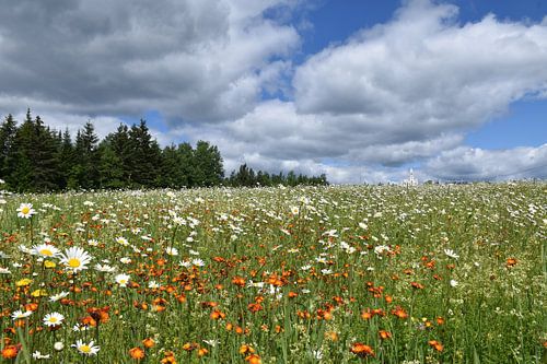 Een veld in bloei onder een zomerse hemel