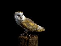 Owl on a pole
