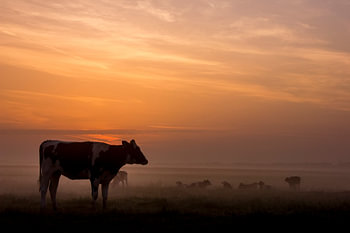 Zonsopkomst in de lage landen