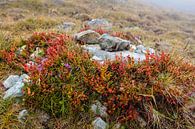 Alpine Fauna von Rob Boon Miniaturansicht