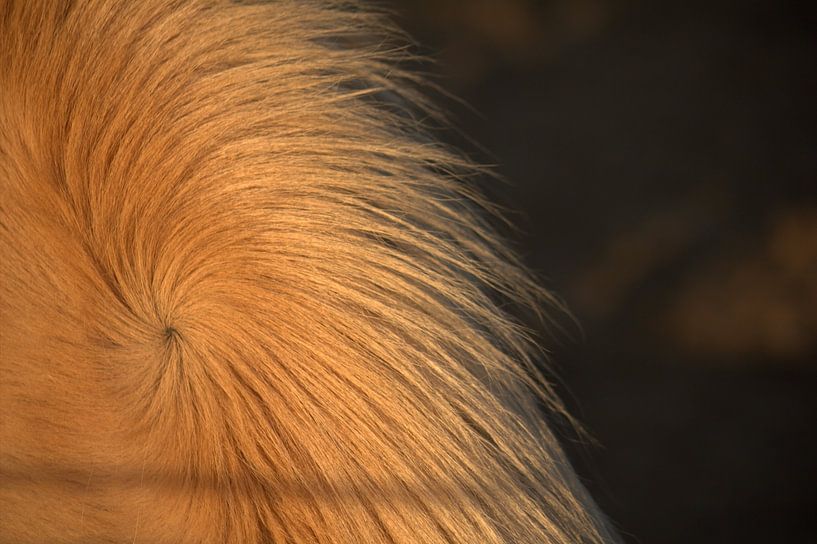 Paarden manen par Sanne Willemsen