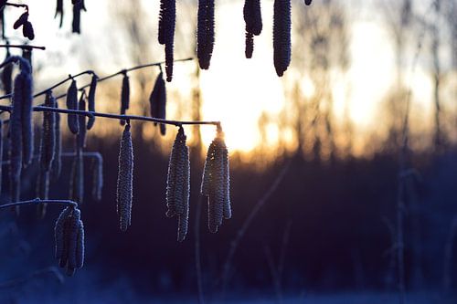 Premiers rayons de soleil