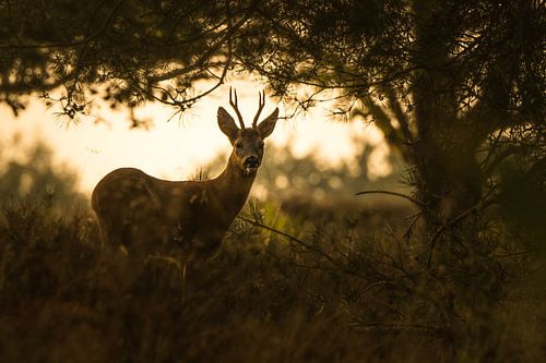 Roe deer