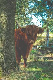 Scottish Highlander in natural surroundings by Laura Reedijk