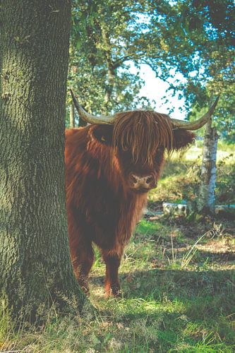 Schottische Highlander in natürlicher Umgebung
