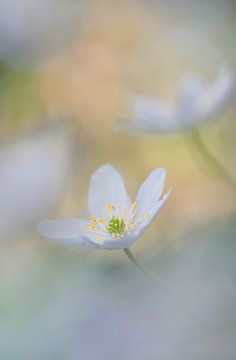 Bosanemoon: betoverende lentebloem van Moetwil en van Dijk - Fotografie