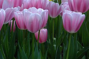 Tulpen