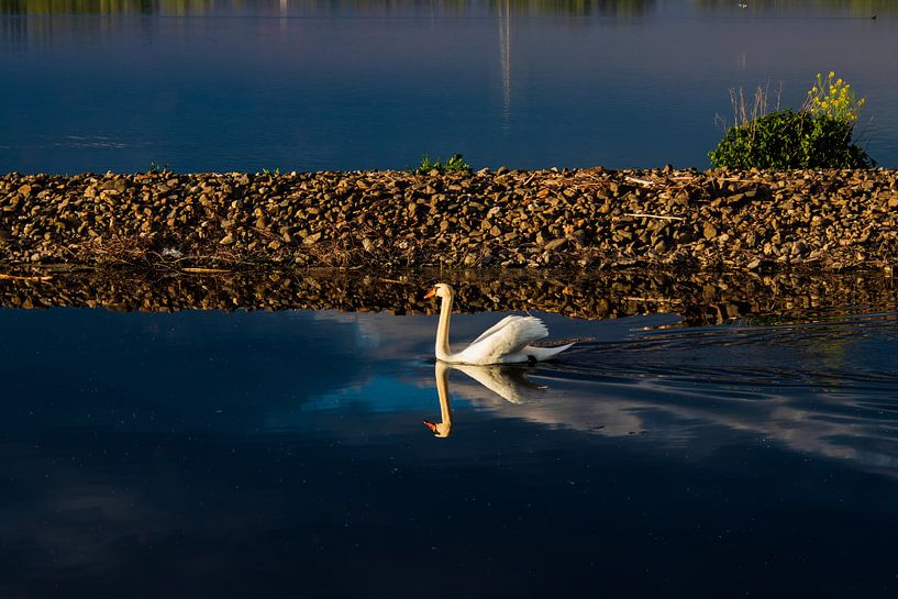 Evening Swim by Clive Lynes
