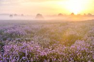 Bloeiende heide op de Veluwe tijdens zonsopkomst van Sjoerd van der Wal thumbnail