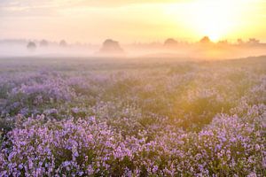 Blühende Heidepflanzen in der Heidelandschaft bei Sonnenaufgang im Sommer von Sjoerd van der Wal Fotografie