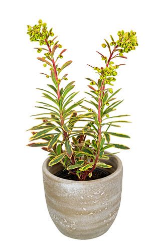 Fleur d'euphorbe en pot