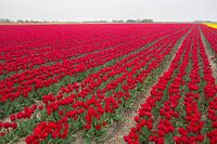 Blumenzwiebelfelder in Nordholland mit roten Tulpen.