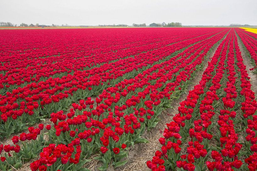 Champs de bulbes en Hollande du Nord avec des tulipes rouges. par AdWF