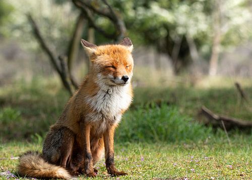 Mit der Nase im Wind