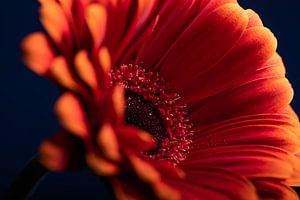 Die rot-orangefarbene Blume (Gerbera) von Marjolijn van den Berg