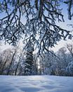 Zon door bomen in de sneeuw van Jonai thumbnail