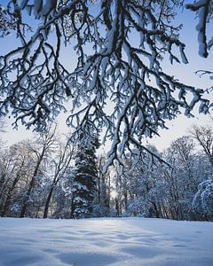 Le soleil à travers les arbres dans la neige
