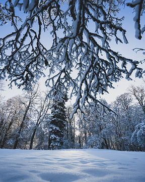 Zon door bomen in de sneeuw van Jonai