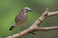 Jay