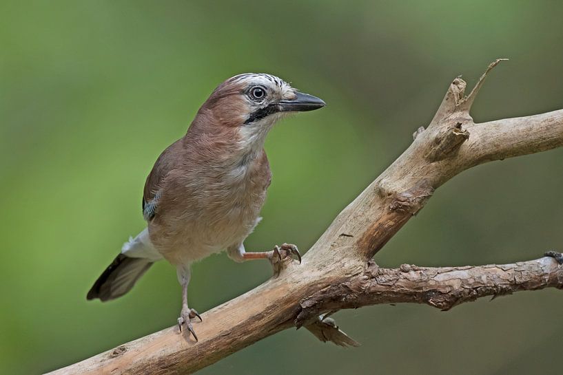 Jay by Dirk Claes