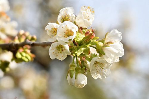 Fleur de cerisier